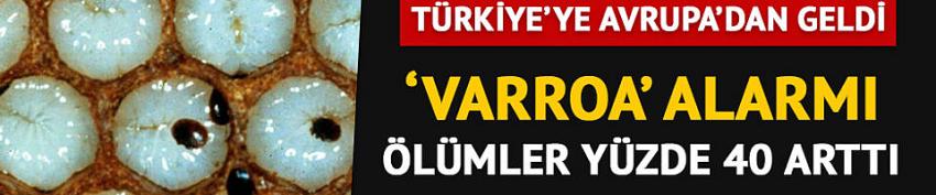 Samsun'da 'Varroa' alarmı