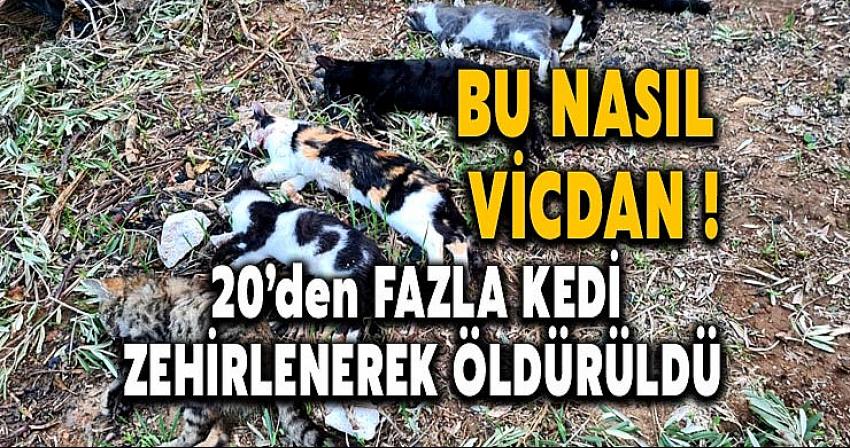 Bodrum'da 20'den fazla kedi zehirlenerek öldürüldü