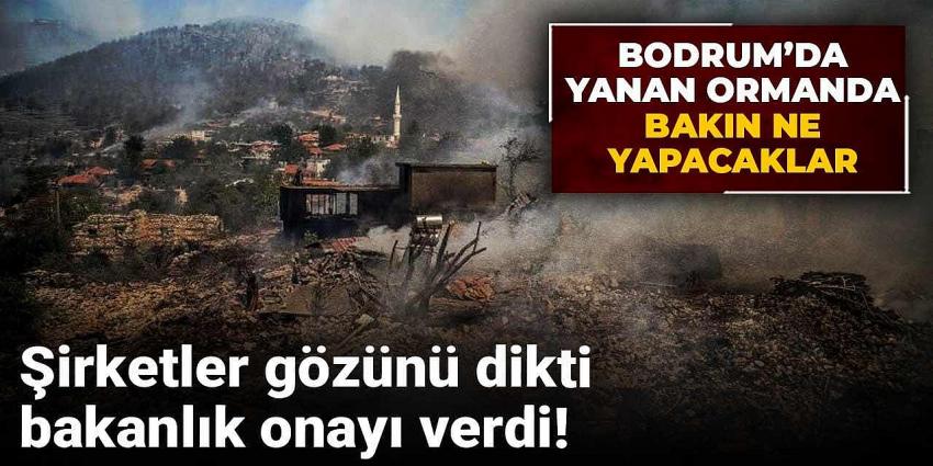 Şirketler gözünü dikti, bakanlık onayı verdi! 