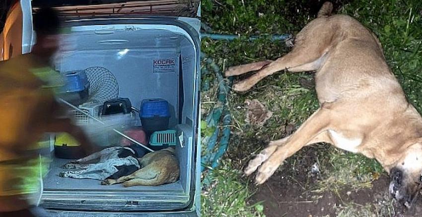 Bodrum'da gece yarısı kedi köpek katliamı