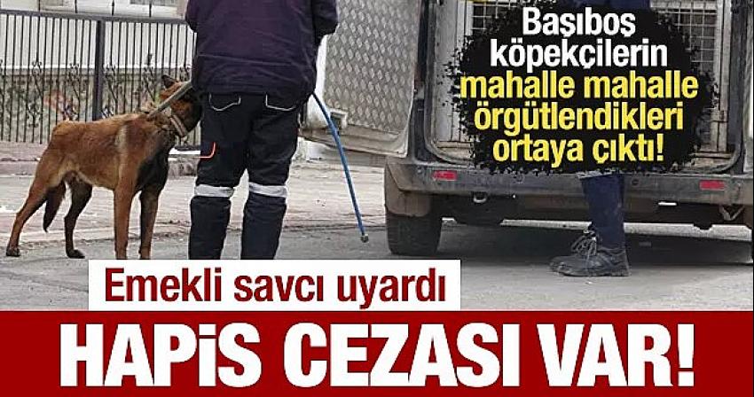 Başıboş köpekçi gruplar örgütleniyorlar!