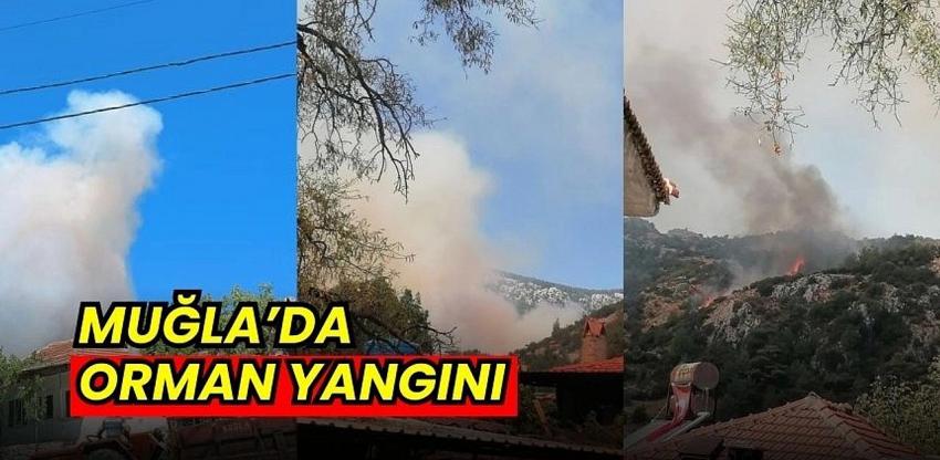 Muğla'da saatler süren orman yangını!