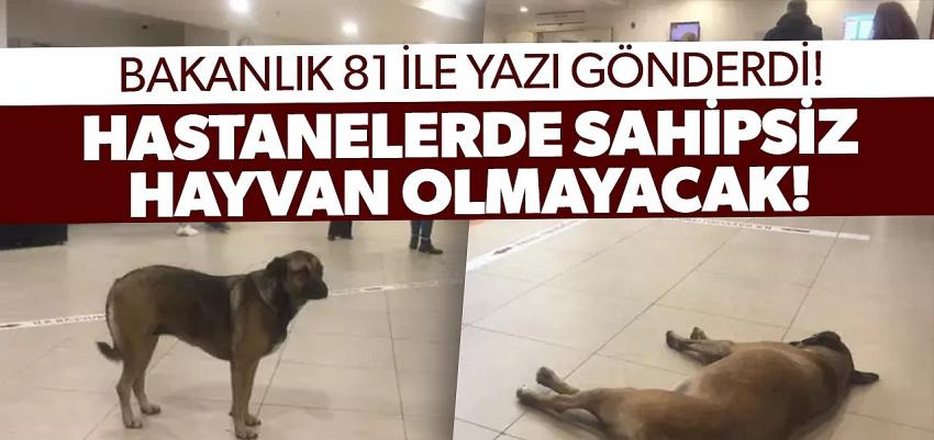 Belediyelere sahipsiz köpek başına 71 bin TL ceza kesilecek