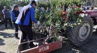 Zirai Dondan Zarar Gören Üreticilere Fidan Desteği