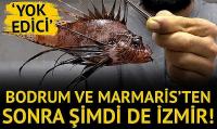 Bodrum ve Marmaris'ten sonra şimdi de İzmir'de