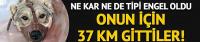 Van'da yaralı köpek için karda 37 kilometre gittiler!