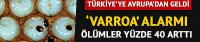 Samsun'da 'Varroa' alarmı