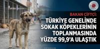 Bakan Çiftçi: Türkiye genelinde sokak köpeklerinin toplanmasında yüzde 99,9'a ulaştık
