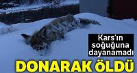 Kars'ın soğuğu tilki dondurdu!