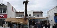 Bodrum'da Dev Palmiye Ağacı Köfteci Dükkanının Çatısına Devrildi