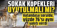 Vatandaşa soruldu: Sokak köpekleri uyutulmalı mı?