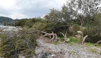 Akbük sahilindeki onlarca ağaç katledildi