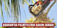 PALMİYELERDE BAKIM ZAMANI