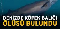 Bodrum’da sahile ölü köpek balığı vurdu