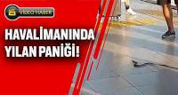 Milas - Bodrum Havalimanı'nda yılan paniği yaşandı
