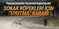 Hayvanseverleri ayağa kaldıracak düzenleme: Sokak köpekleri uyutulacak