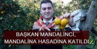 BAŞKAN MANDALİNCİ, MANDALİNA HASADINA KATILDI