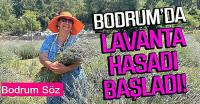 BODRUM’DA LAVANTA HASADI BAŞLADI