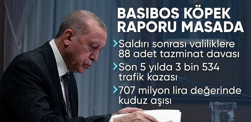 Başıboş sokak köpeği raporu Cumhurbaşkanı Erdoğan'a sunuldu