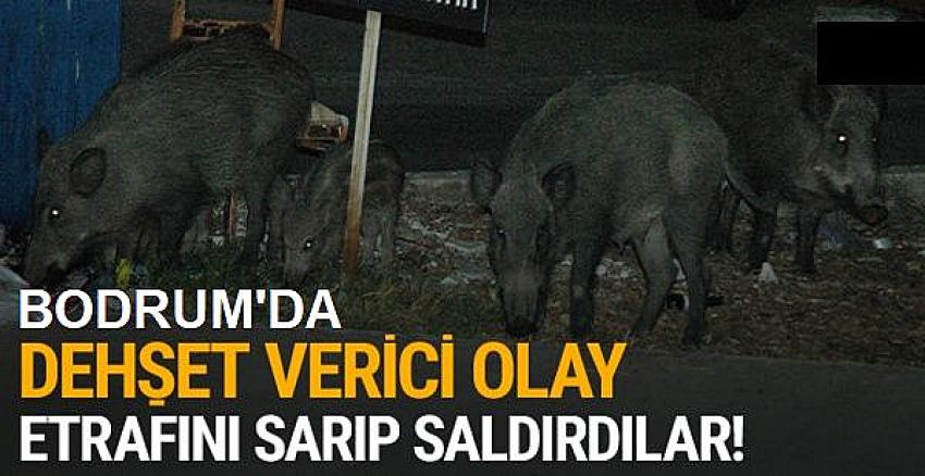 BODRUM'DA SONUNDA BUDA OLDU