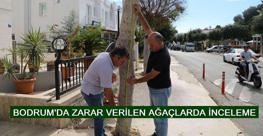 BODRUM'DA ZARAR VERİLEN AĞAÇLARDA İNCELEME