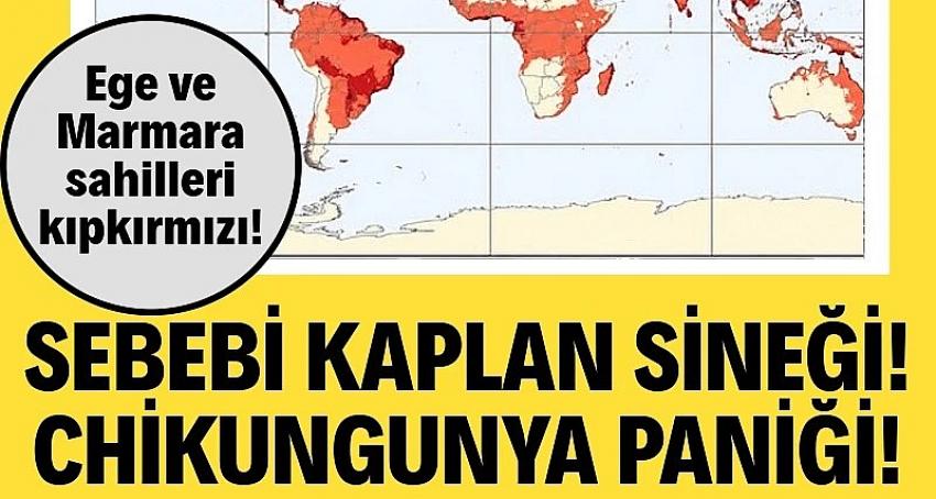 Chikungunya endişesi büyüyor: Ege sahilleri ve Marmara kıpkırmızı